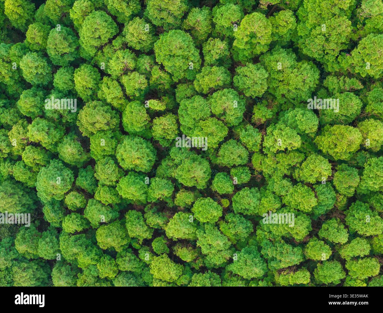 Luftaufnahme von oben nach unten auf das dichte grüne Walddach Stockfoto