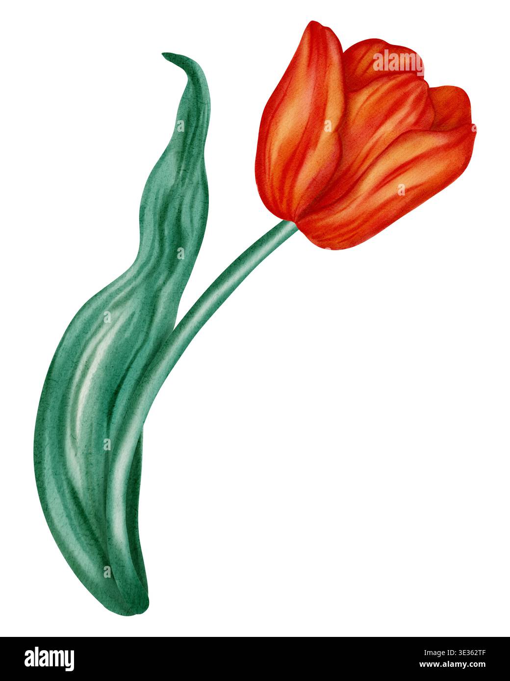 Aquarellabbildung einer roten Tulpe. Blume. Diese Blumen-Illustration im Frühling ist perfekt für Weihnachtskarten, Geburtstage, Internationalen Frauentag, EA Stockfoto