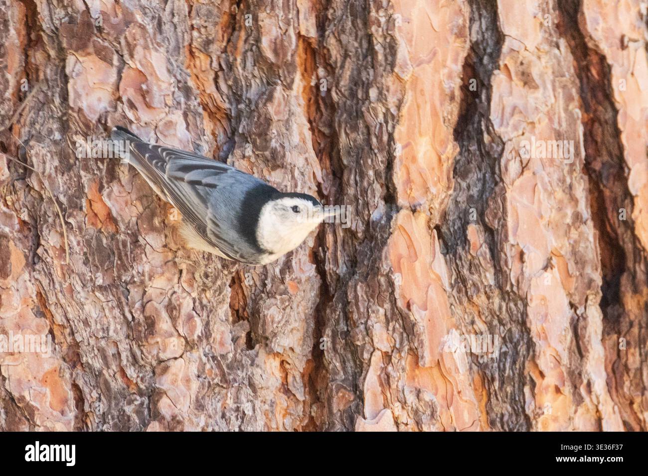Weißbrust-Nuthatch (Sitta carolinensis), die an Ponderosa-Kiefernrinde haftet, Janesville, Lassen County, Kalifornien. Stockfoto