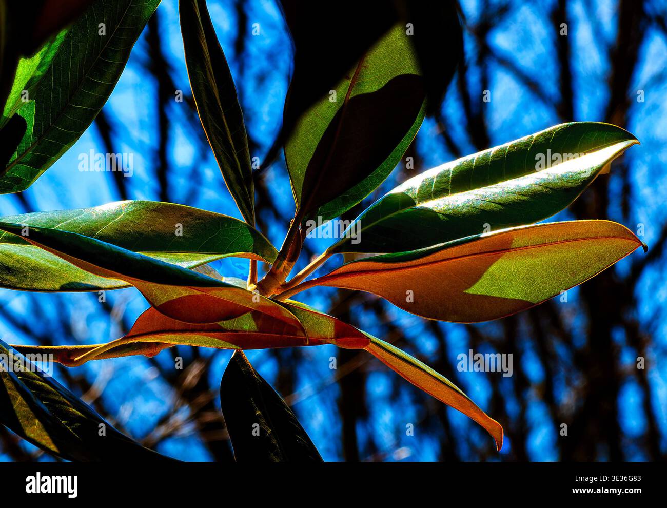 Die Blätter eines südlichen Magnolienbaums Stockfoto