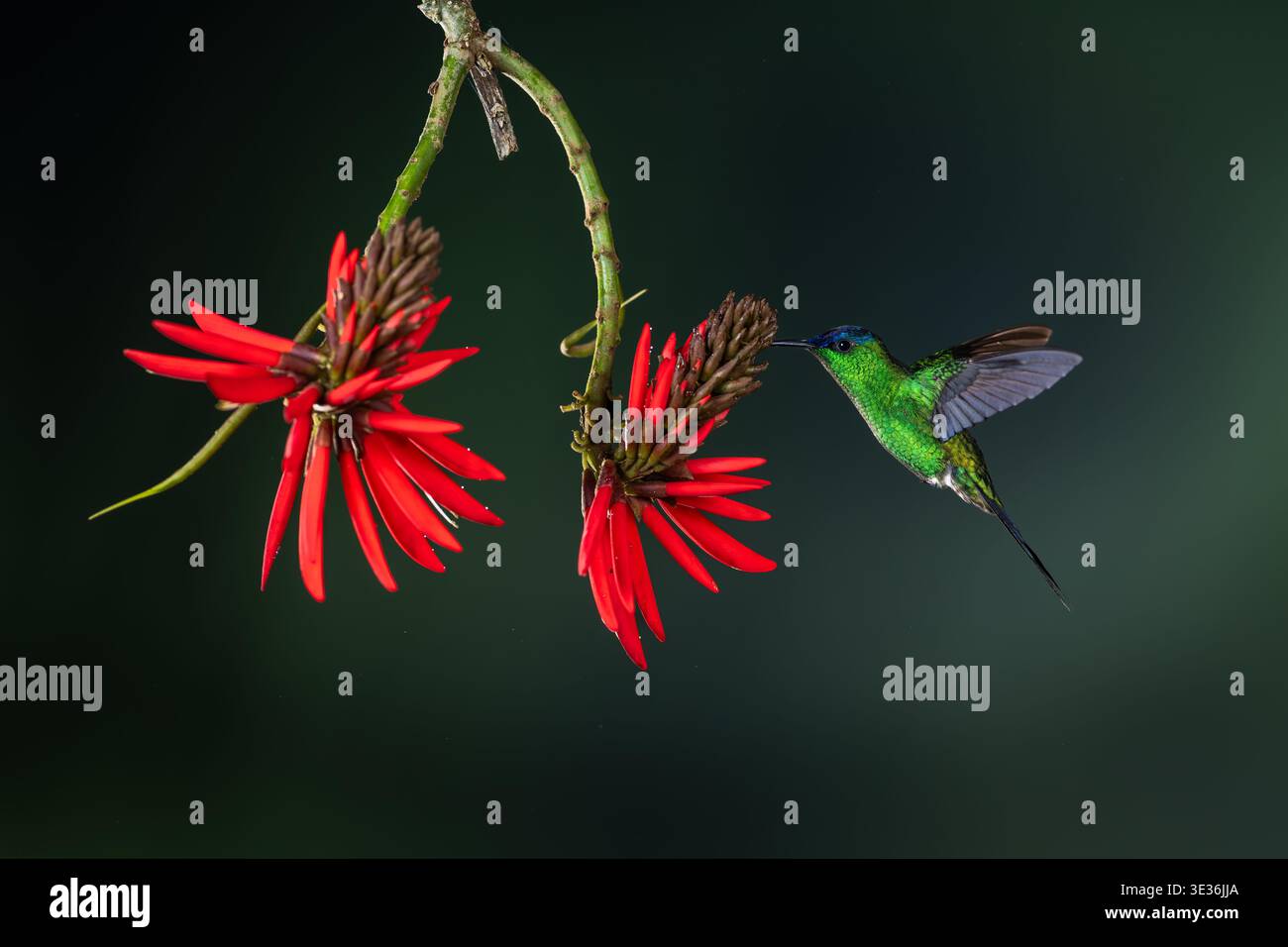 Eine Woodnymphe mit violetter Kappe besucht eine Erythrina speciosa Blume im Atlantischen Regenwald Stockfoto