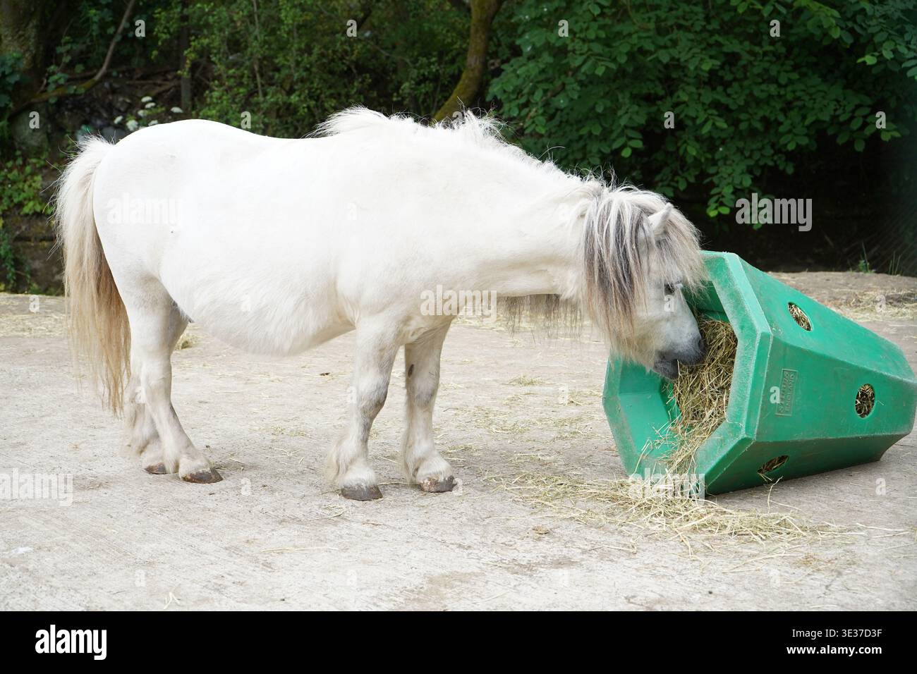 Kleines weißes Shetland-Pony, das von einem grünen sechseckigen, langsamen Feeder aus Kunststoff in einem Bauernhof ernährt Stockfoto