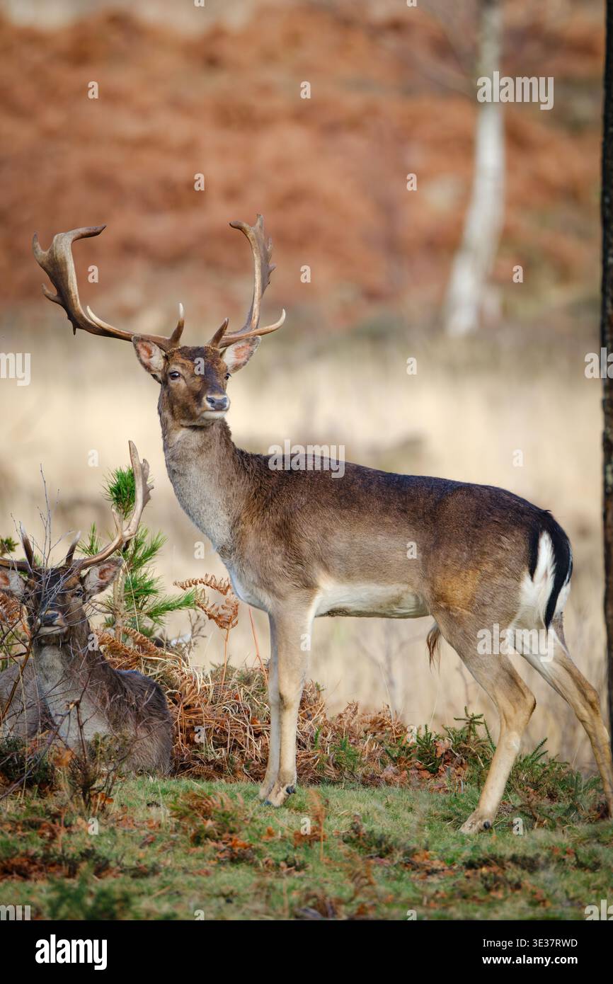 Eine Bilderserie einer wilden männlichen Damhirschgruppe, die in der Heidelandschaft des neuen Waldes mit großen Geweihen ruht. Stockfoto