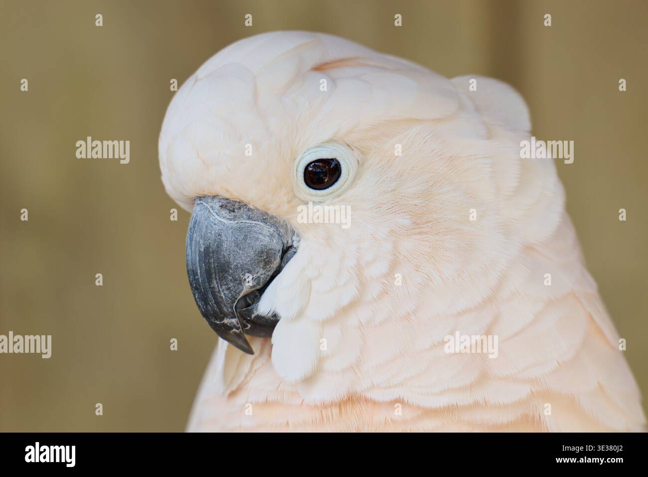 Nahaufnahme eines rosafarbenen Kakadus mit prächtigen Federn und markantem Schnabel, ruhiger und eleganter Ausdruck, Kakadu (Cacatuidae), Orlando, Florida, USA Stockfoto