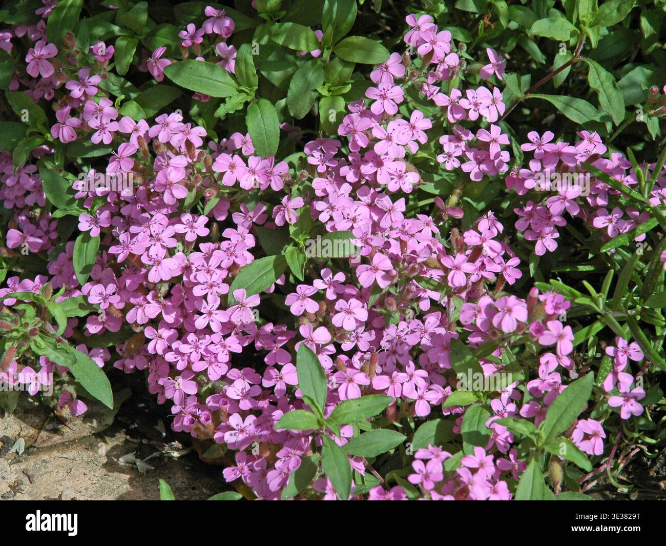 Soapwort. Saponaria ocymoides Stockfoto