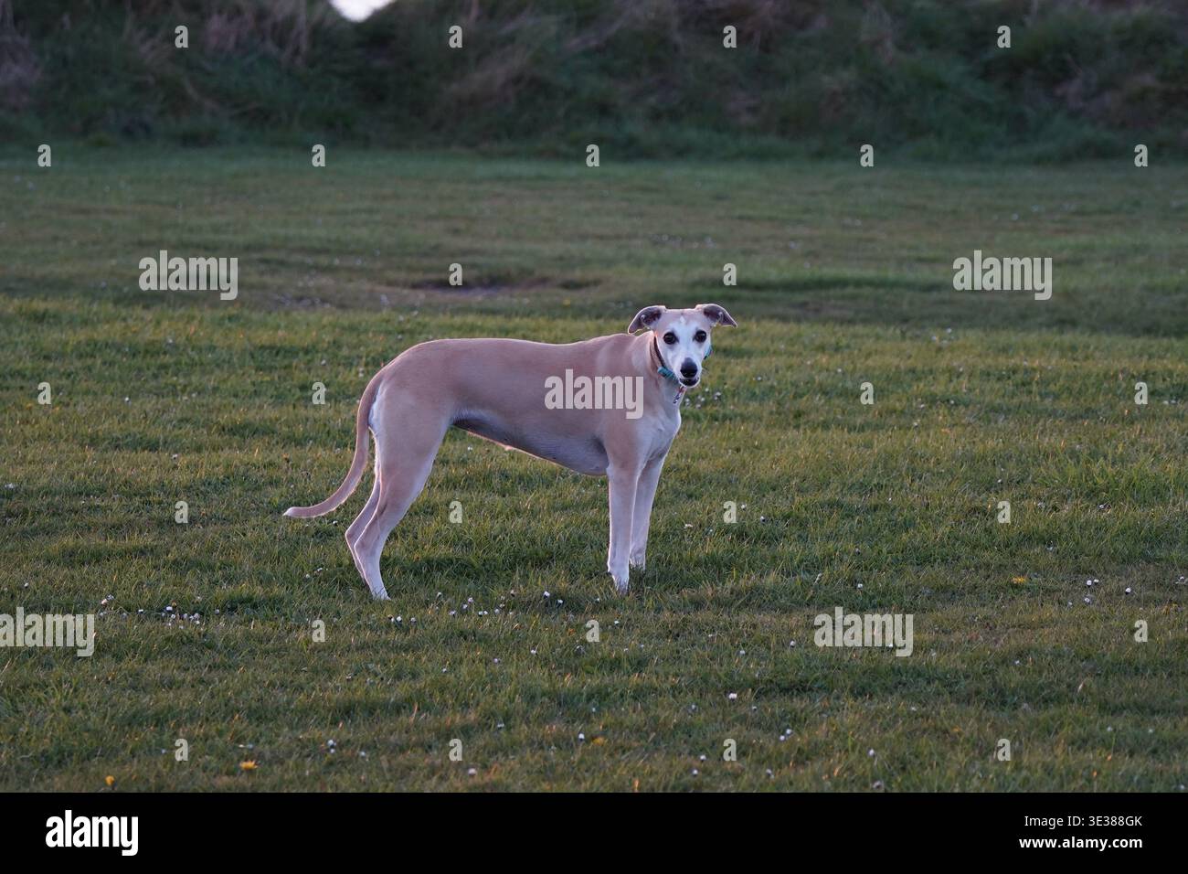 Windhund steht auf einem grasbewachsenen Feld bei natürlichem Außenlicht Stockfoto