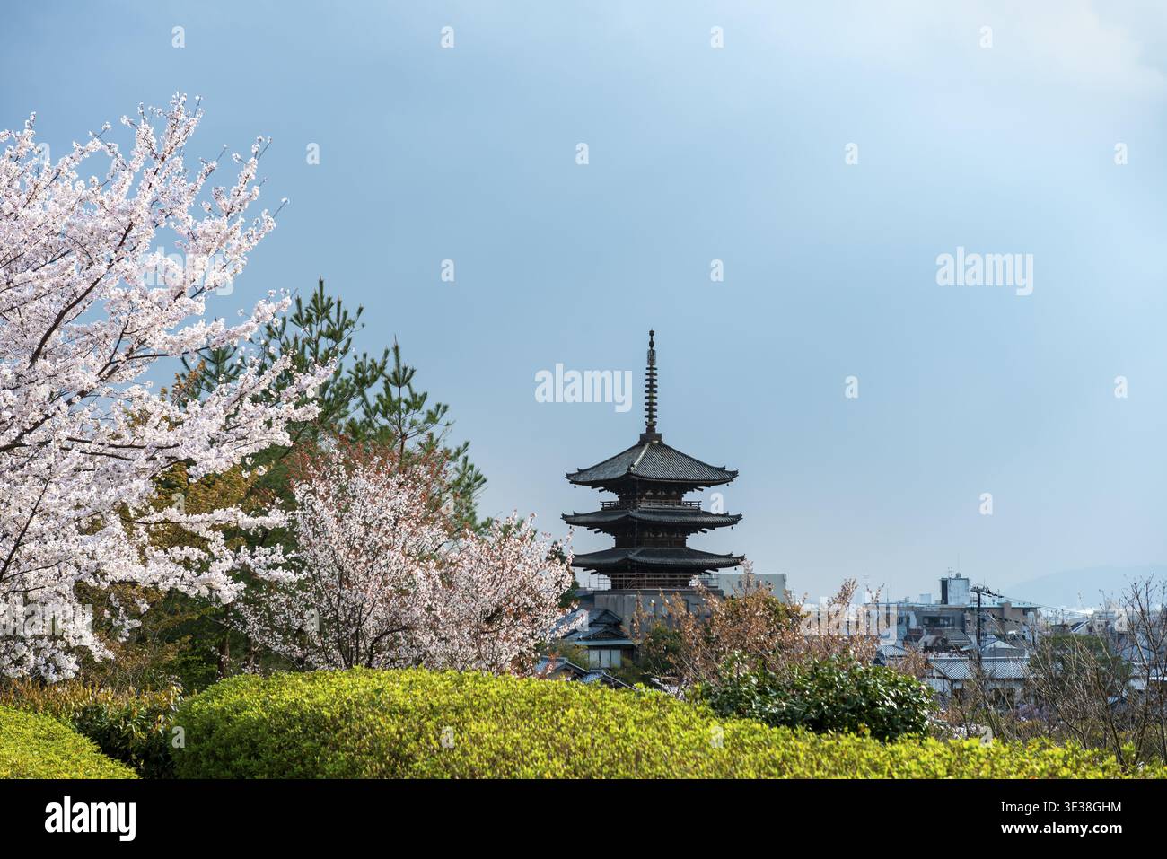 Park mit Kirschblüten, fünfstöckige Yasaka-Pagode des buddhistischen HOkanji-Tempels, Higashiyama, Kyoto, Japan Stockfoto