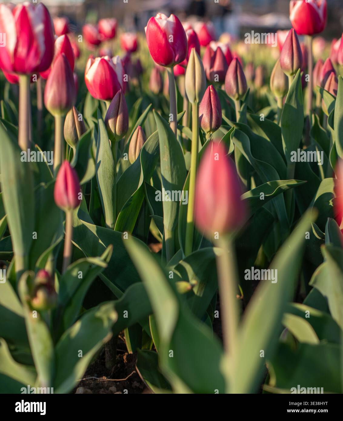 Nahaufnahme einer Hand eines Kindes, die eine Tulpe hält – Frühling, Ostern, Naturschönheit Stockfoto