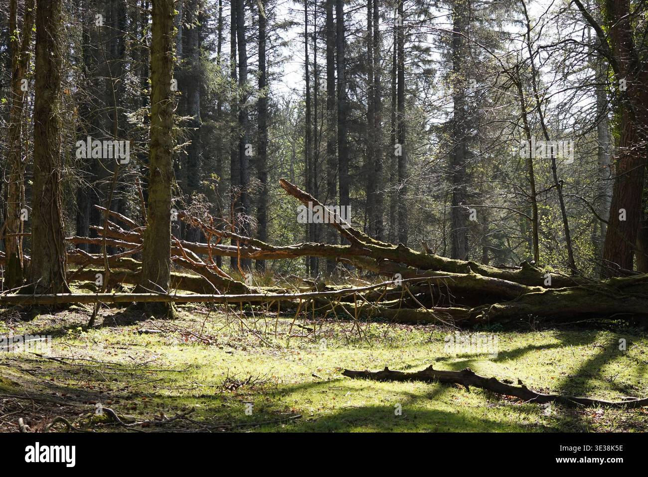 Moosbedeckter umgestürzter Baum in dichtem Wald mit Sonnenlicht, das durch hohe Bäume gefiltert wird Stockfoto