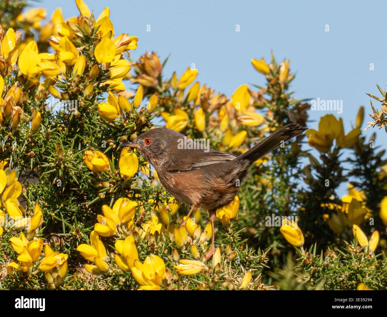 Dartford-Grasvogel (Sylvia undata) in Ginster mit gelben Blüten auf Heideflächen in Dorset, England, Großbritannien Stockfoto