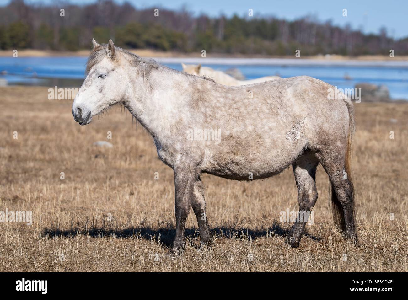 Graues estnisches einheimisches Pferd, das an einem sonnigen Tag auf einer Küstenwiese in der Nähe von ruhigem Wasser steht. Helles Pony in natürlicher Küstenlandschaft. Stockfoto
