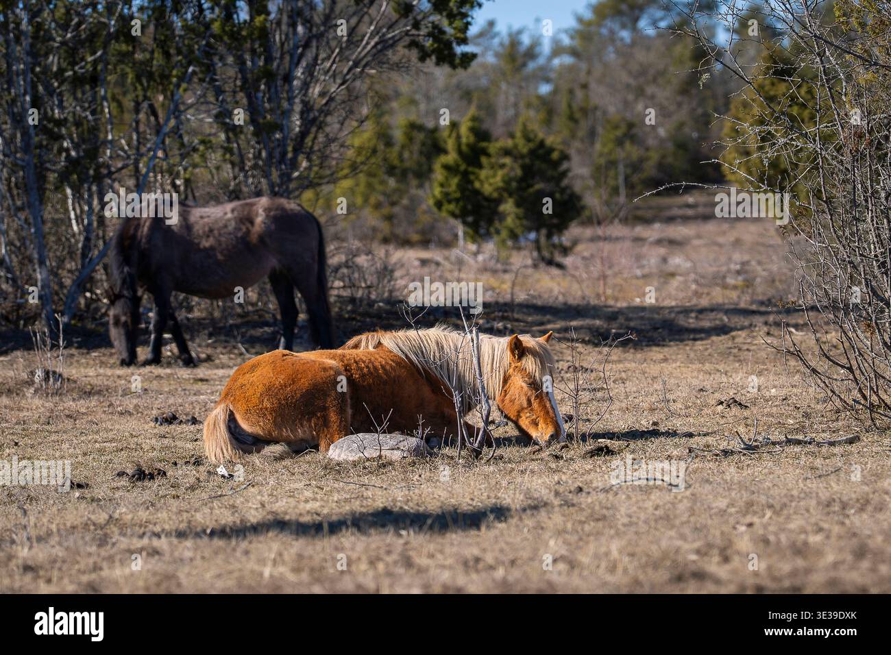 Estnische einheimische Pferde ruhen auf trockener Wiese, während ein anderes im Hintergrund weidet, friedliche ländliche Landschaft. Kleines Pony, das auf dem Gras liegt. Stockfoto