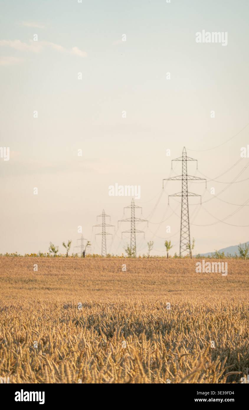 Goldenes Weizenfeld Genf mit Strommasten bei Sonnenuntergang Stockfoto