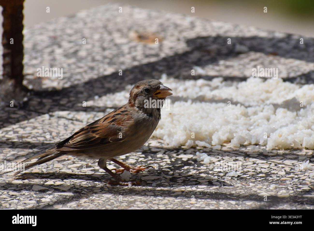 Ein kleiner Hausspatz (Passer domesticus) ernährt sich von einem Haufen gekochter Reiskörner auf einer sonnendurchfluteten, strukturierten Betonoberfläche in Ciego de Avila, Kuba Stockfoto