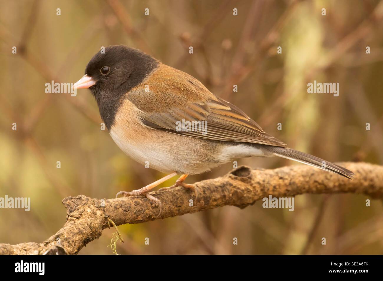Dunkeläugige Junco (Junco hyemalis), William Finley National Wildlife Refuge, Oregon Stockfoto