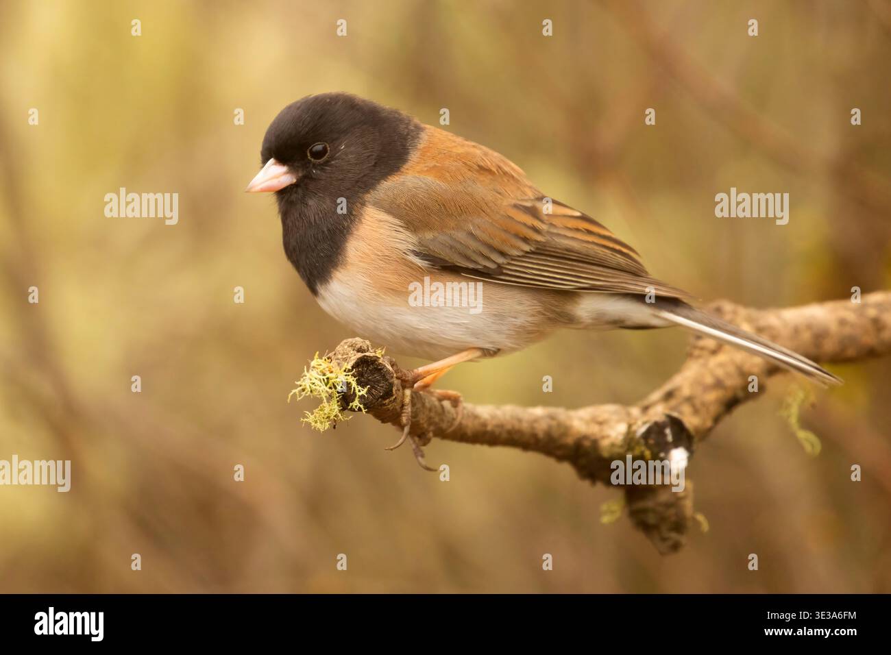 Dunkeläugige Junco (Junco hyemalis), William Finley National Wildlife Refuge, Oregon Stockfoto