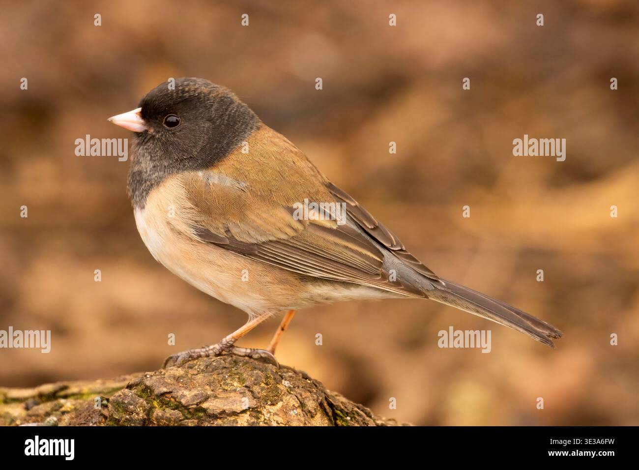 Dunkeläugige Junco (Junco hyemalis), William Finley National Wildlife Refuge, Oregon Stockfoto