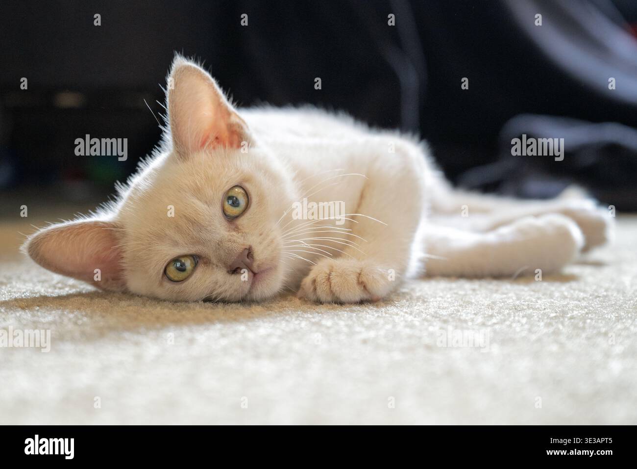 Lilafarbener burmesischer Kitten, der mit goldenen Augen direkt in die Kamera schaut Stockfoto