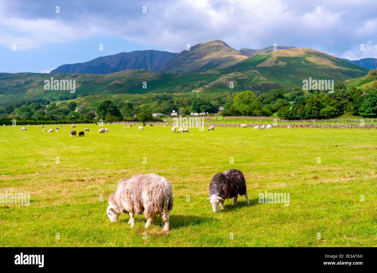 Wunderschöne Landschaft am Berg, dramatische Wolken und friedliche Sommerwiesen mit Schafen, in der warmen August-Sonne. Stockfoto