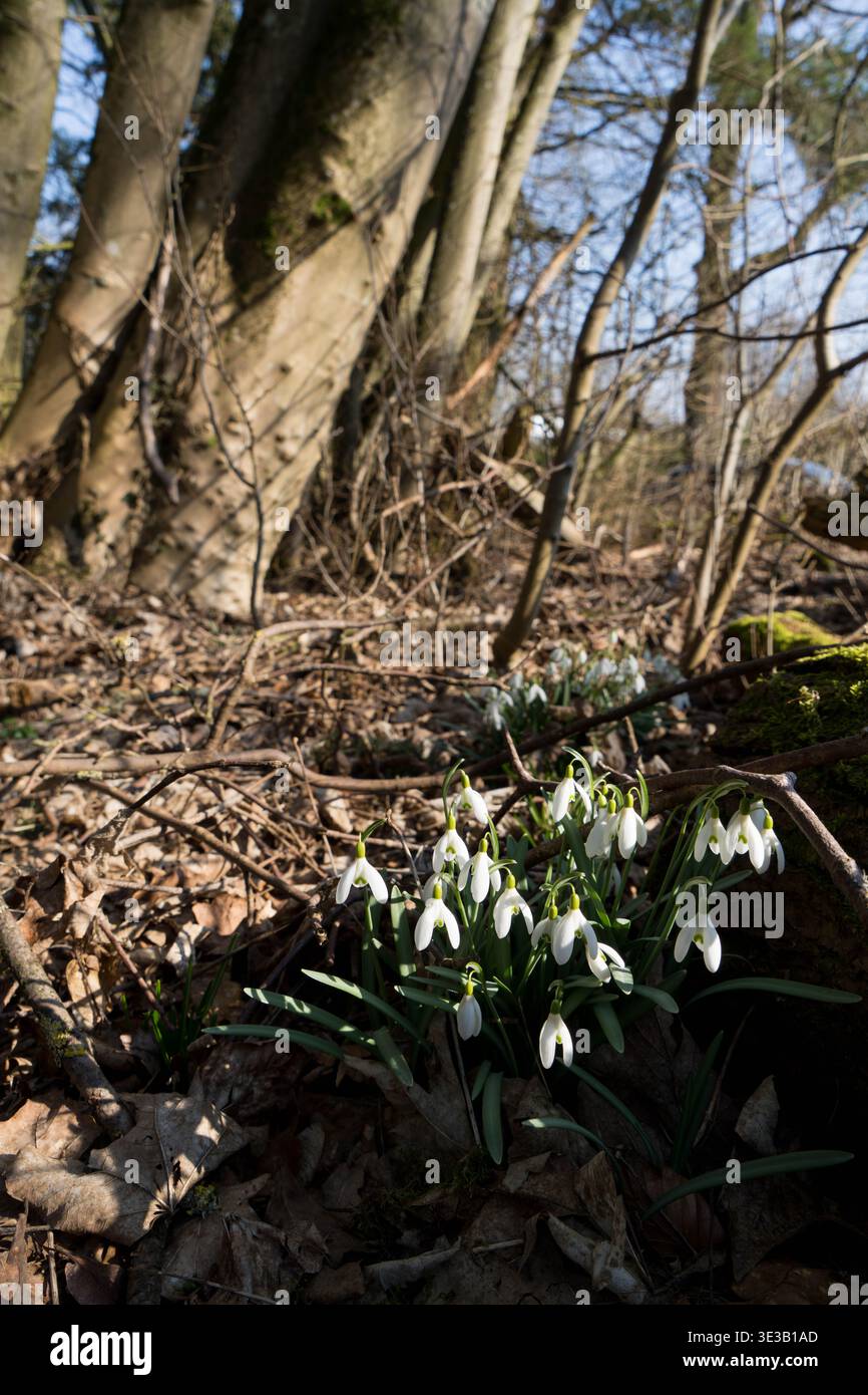 Snowdrop- oder gewöhnliche Schneefälle (Galanthus nivalis)-Blumen. Stockfoto