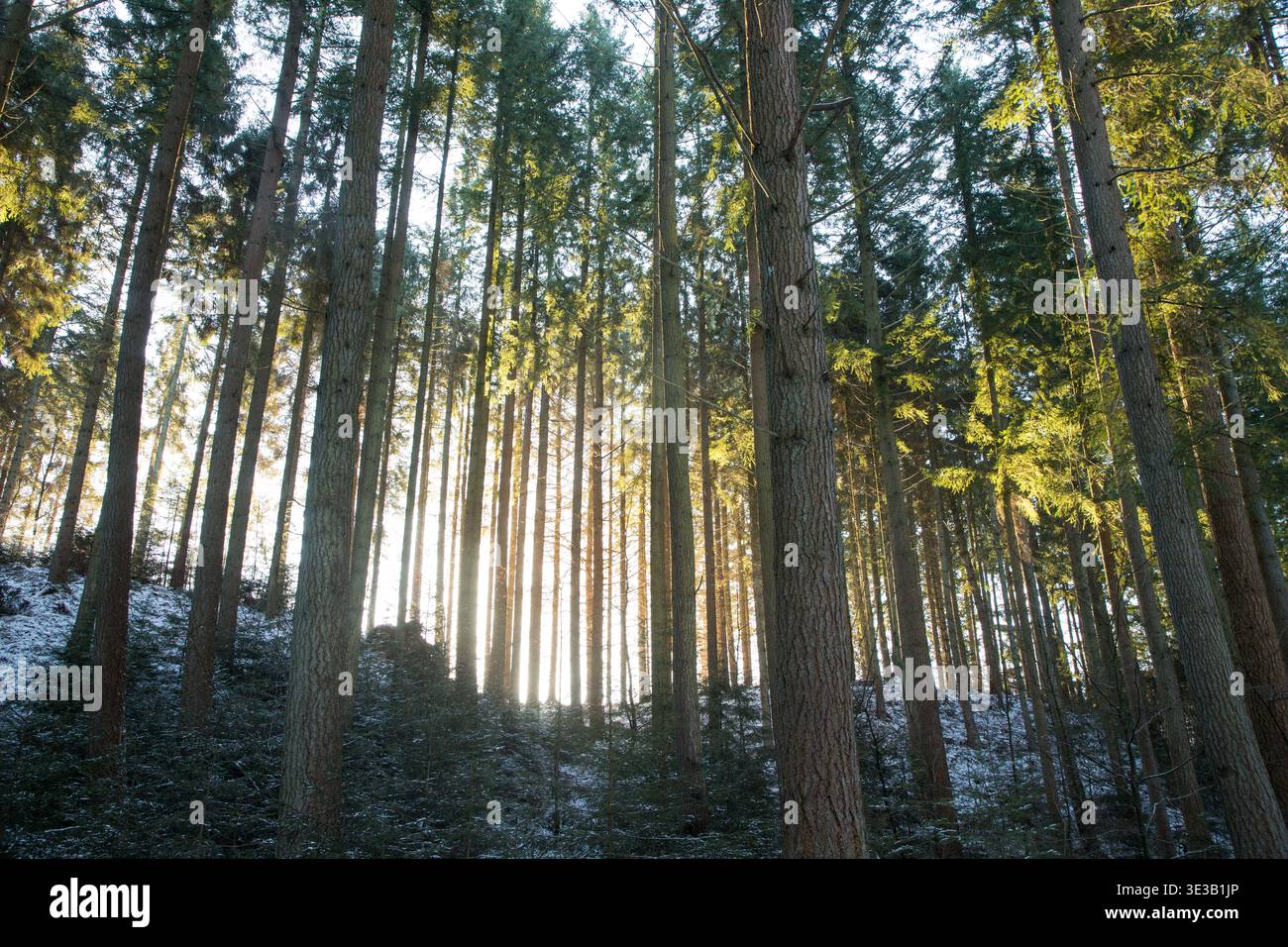 Sonnenlicht trifft auf Kiefernstämme ein Wintertag im Wald mit Blick nach oben Stockfoto