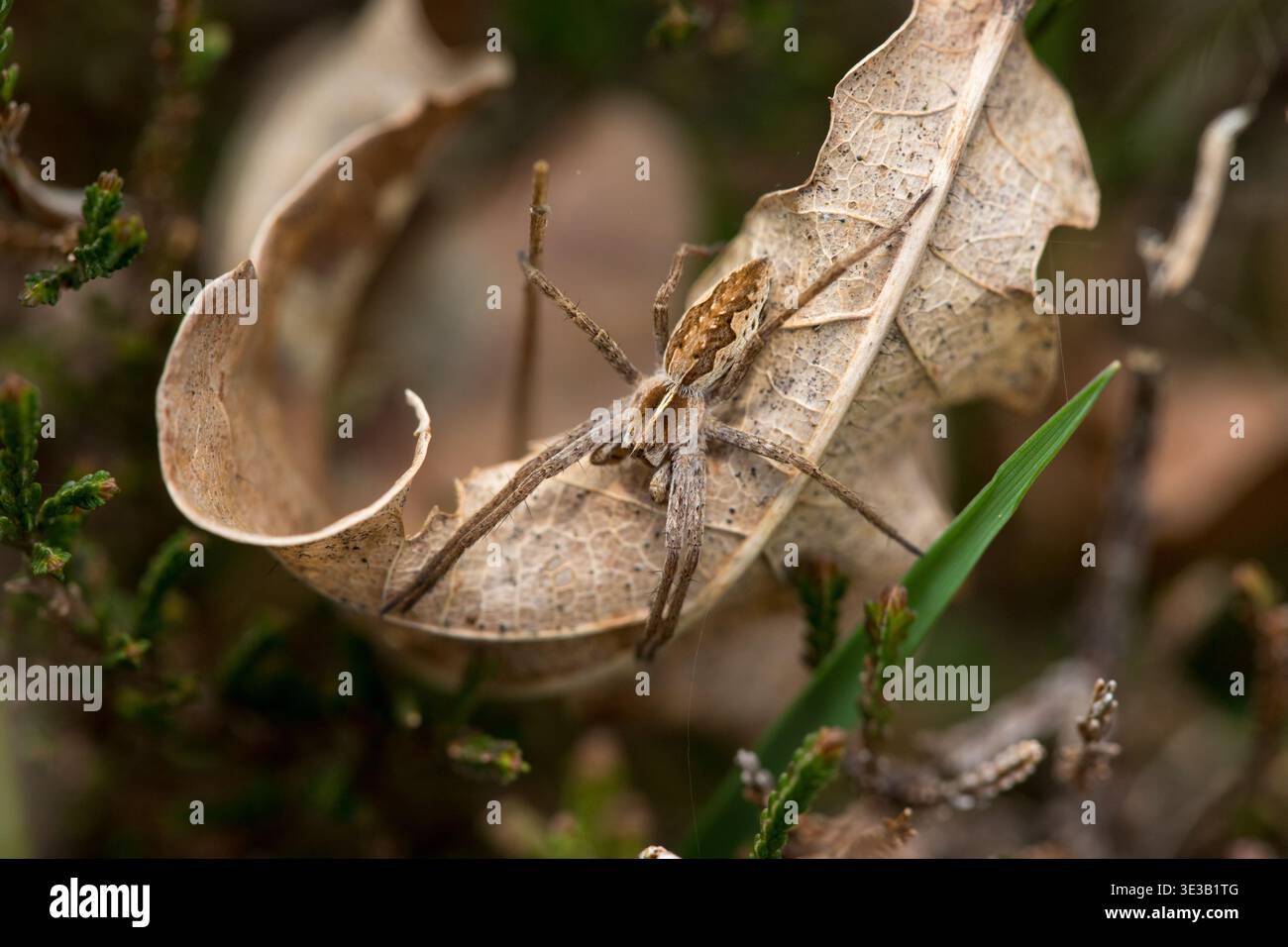 Kinderwebspinne auf Blatt ruhend im Frühling Makroinsekte Stockfoto