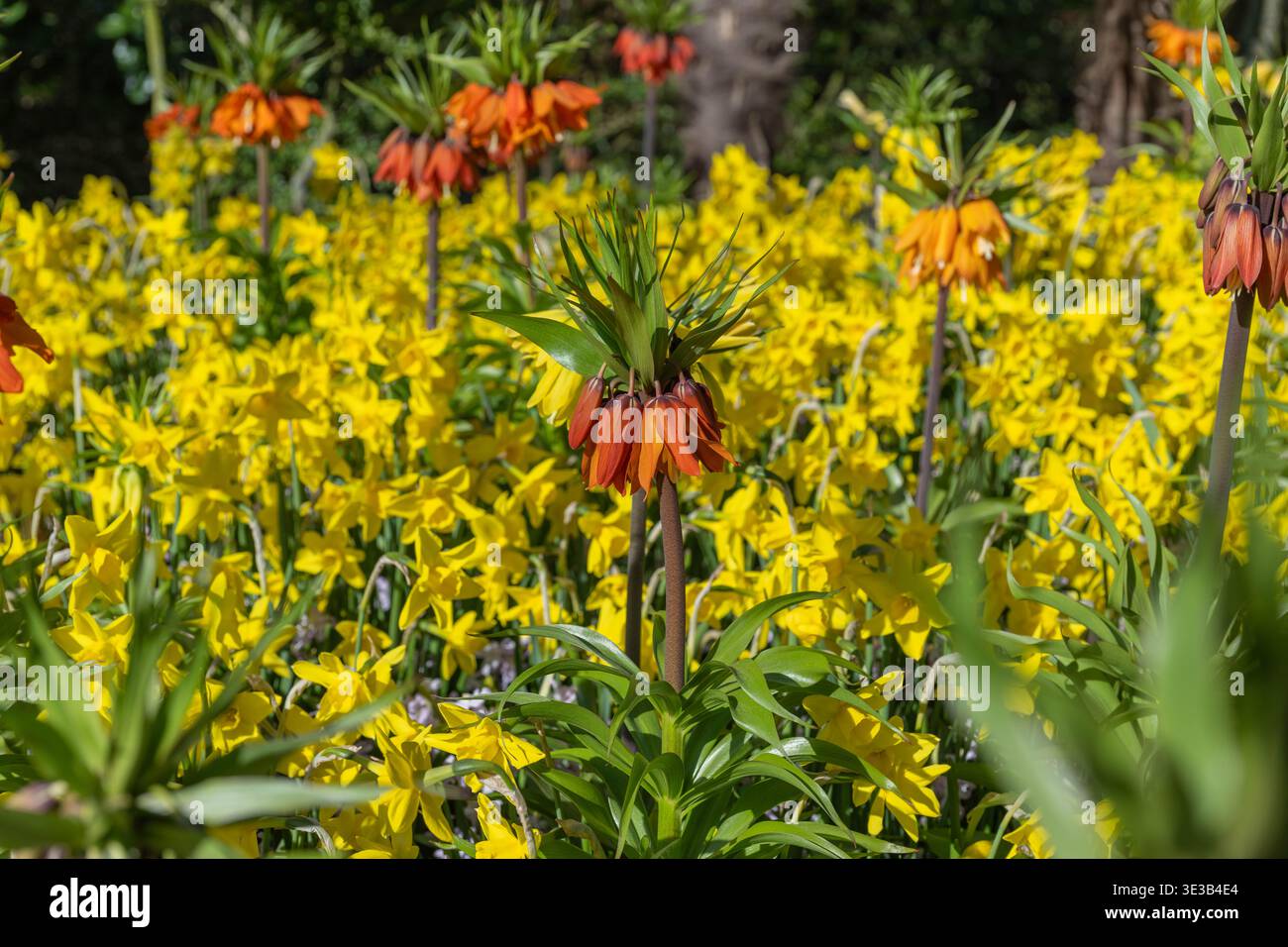 Nahaufnahme exotischer roter Papageientulpen mit gelben Streifen und gerafften Kanten. Eine detaillierte Aufnahme einzigartiger Blumenstrukturen und warmer Frühlingsfarben. Stockfoto