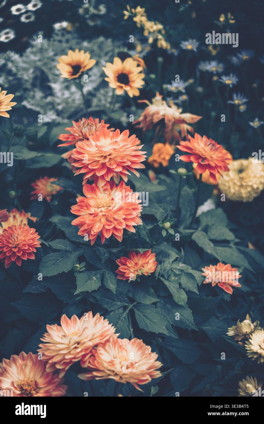 Eine lebendige Nahaufnahme eines lebendigen Blumenarrangements mit Dahlienartigen Blüten in warmen Orange, Korallen und Pfirsich mit sich überschneidenden Blütenblättern und üppigem Grün Stockfoto