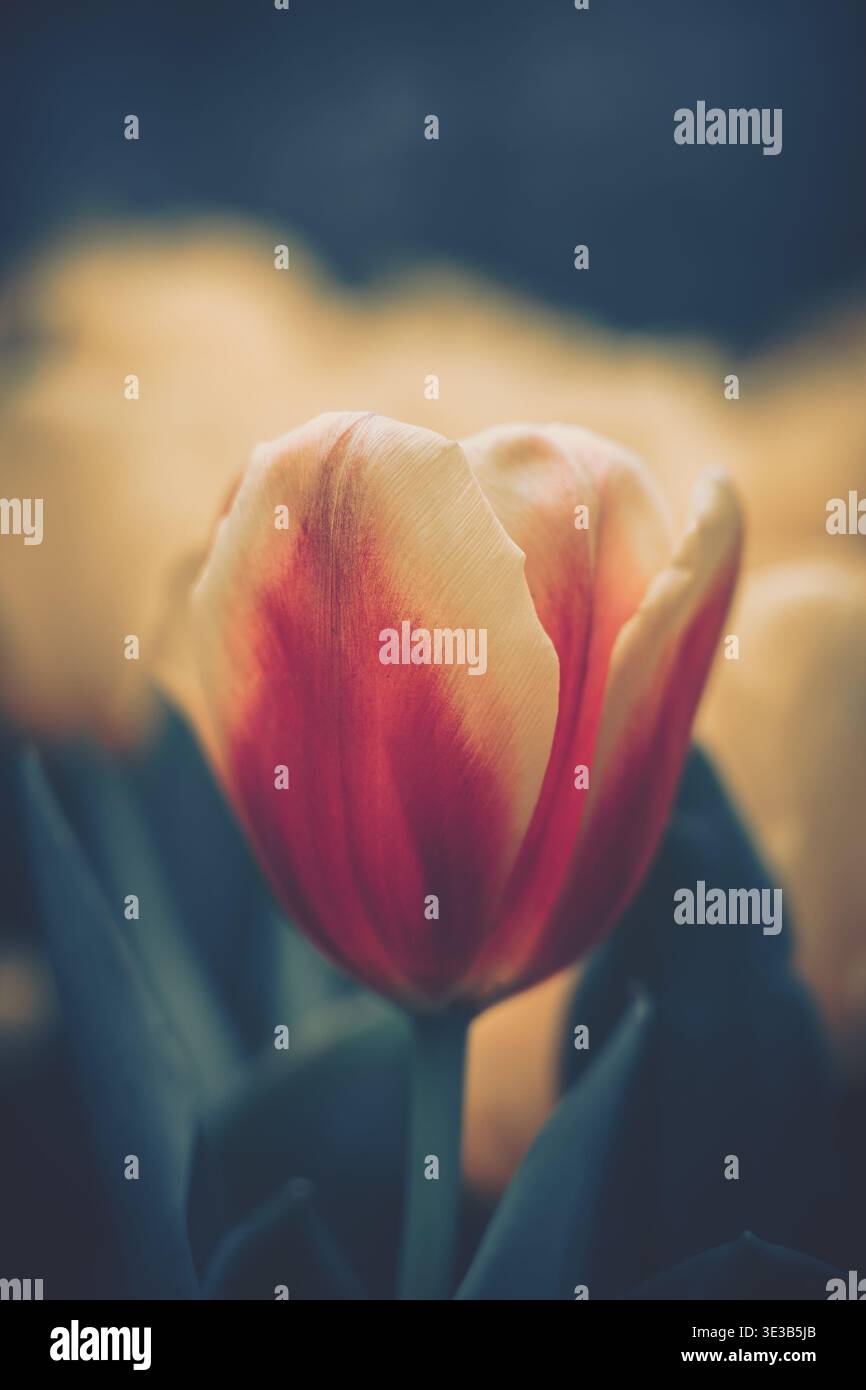 Ein Nahaufnahme-Foto, das eine einzelne Tulpe in voller Blüte mit einem reichen Farbverlauf von tiefrot bis cremigem Gelb zeigt. Die Blume hat detaillierte Blütenblätter und Stockfoto