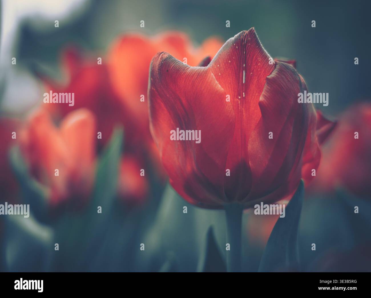 Eine Nahaufnahme einer leuchtenden roten Tulpe mit satten Farbabstufungen und zarter Textur. Sanfte Beleuchtung hebt die Konturen der Blume ohne scharfen Schatten hervor Stockfoto