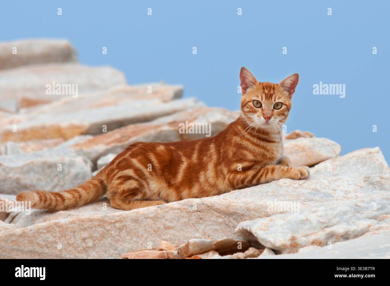 Hauskatze, rotgestromt, liegt auf einer Felsmauer, Kykladen / Katze, roter Klassiker Tabby, ruhend auf einer Felsmauer, Kykladen, Griechenland Stockfoto