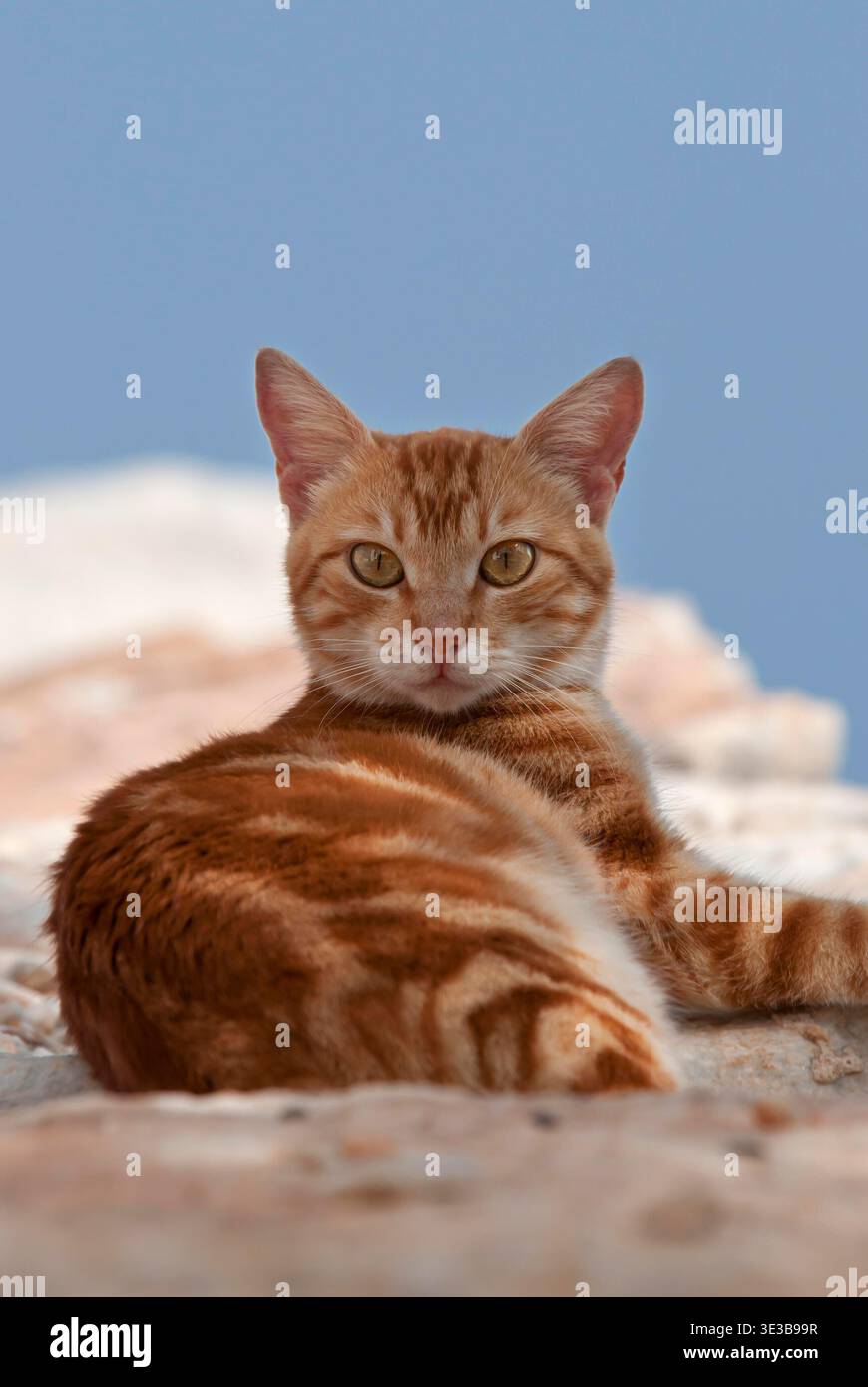 Hauskatze, rotgestromt, neugierig schauend , Kykladen / Katze, roter Klassiker Tabby, Neuling, Kykladen, Griechenland Stockfoto