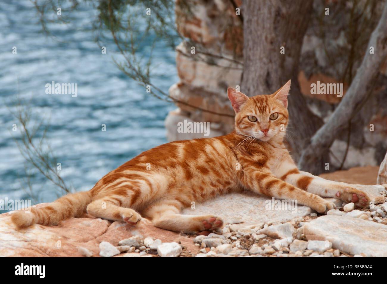 Hauskatze, rot gestromt, liegt auf Steinen direkt am Meer, Kykladen / Katze, roter Klassiker Tabby, auf steinigem Boden direkt am Meer, Kykladen, Griechenland Stockfoto