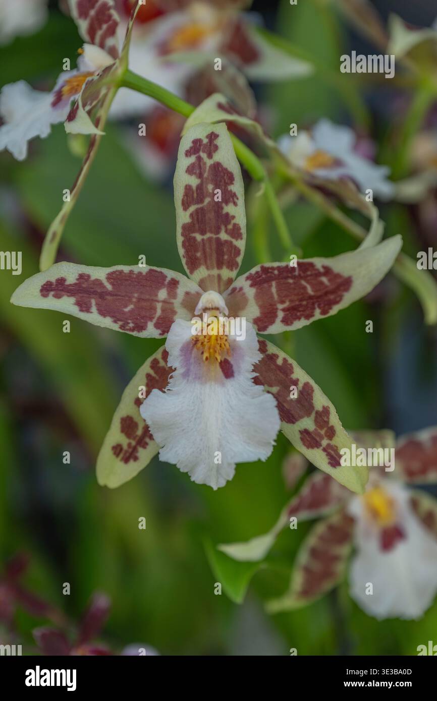 Detaillierte Nahaufnahme einer Odontoglossum-Orchidee mit hellgelben und burgunderroten gepunkteten Blüten. Gefunden in der Blumenausstellung Keukenhof. Stockfoto