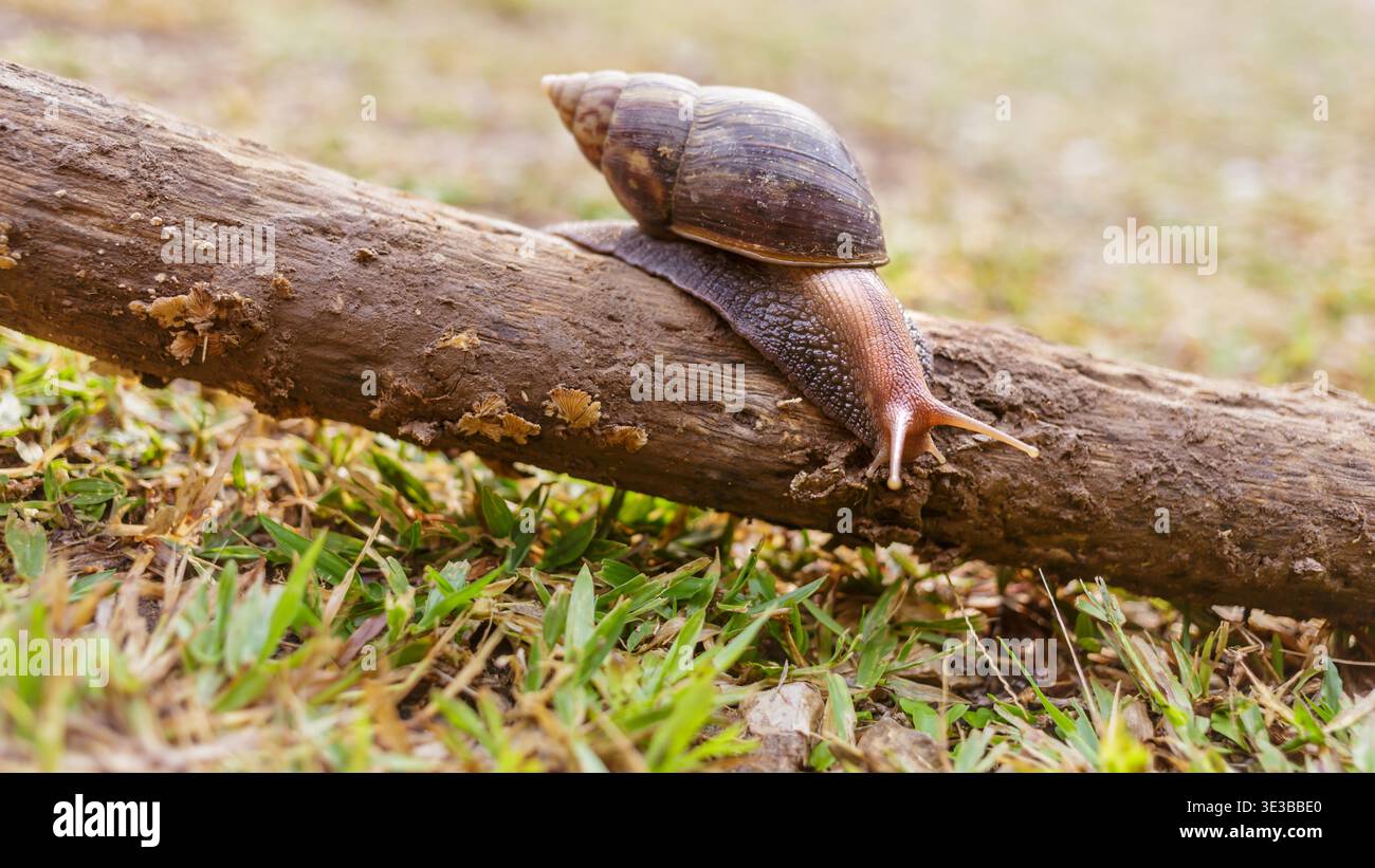 Nahaufnahme der Schnecke Helix pomatia oder Burgunderrot. Weichtiere bewegen sich oder kriechen auf dem Baumstamm nach dem Tierkonzept der Natur. Wirbellose Stockfoto
