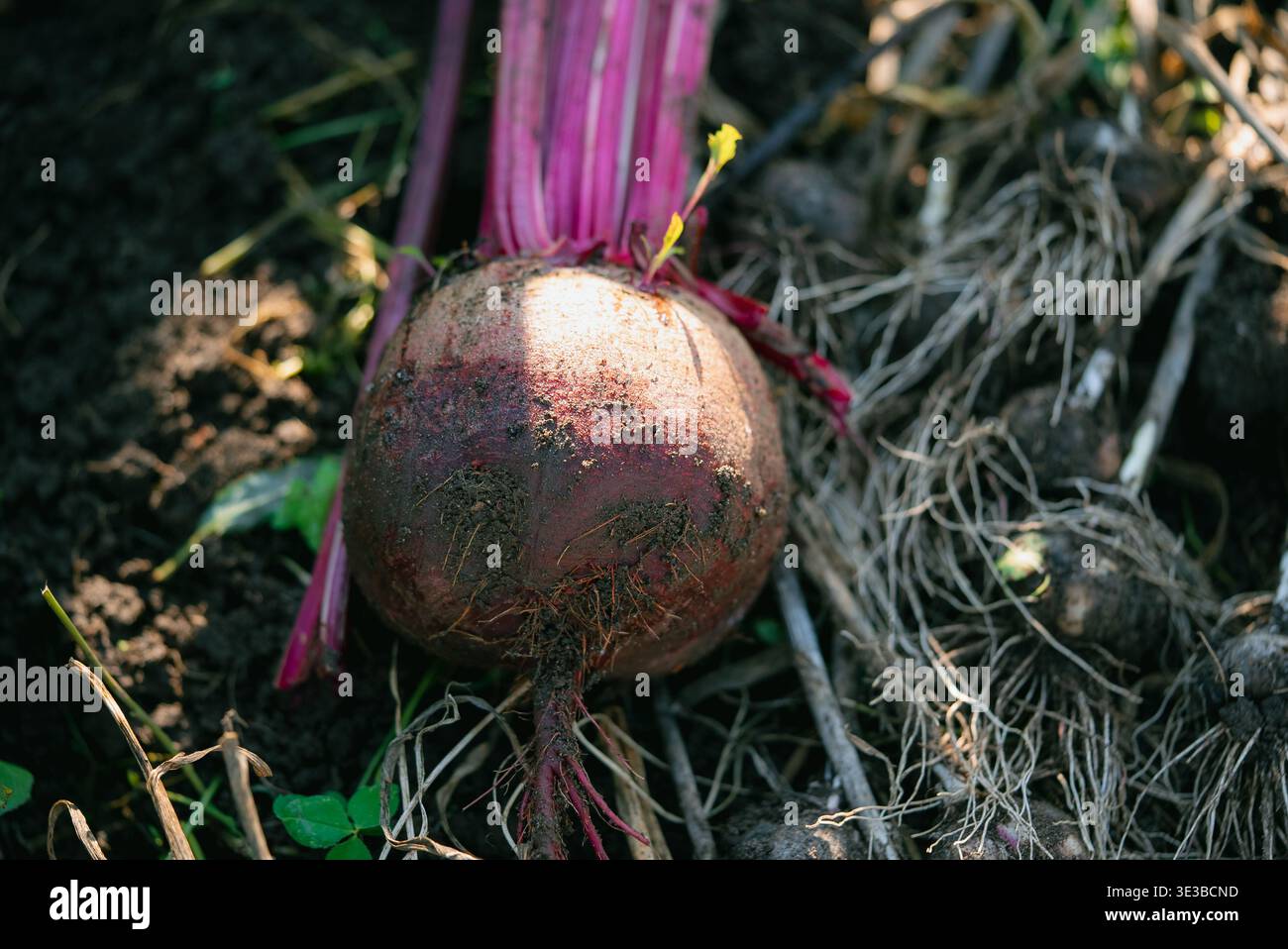 Frische Bio-Rote Bete aus reichhaltigem Gartenboden mit Erdwurzeln und leuchtenden roten Stängeln, die zum Kochen, für die Marktpräsentation oder für Mahlzeiten vom Bauernhof zum Tisch bereit sind Stockfoto