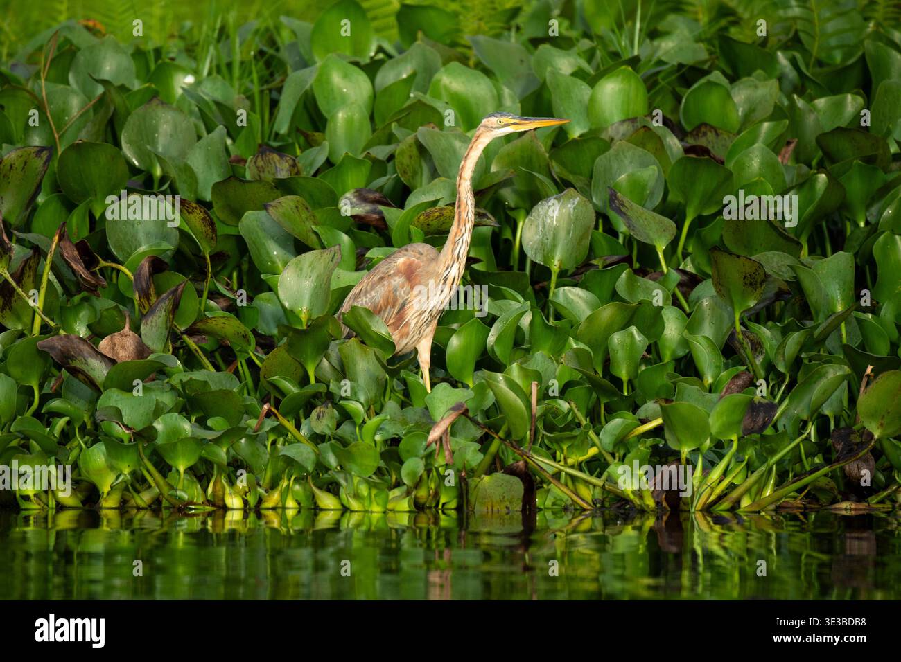 Purpurreiher, Ardea purpurea, Mabamba Sumpf, Uganda Stockfoto