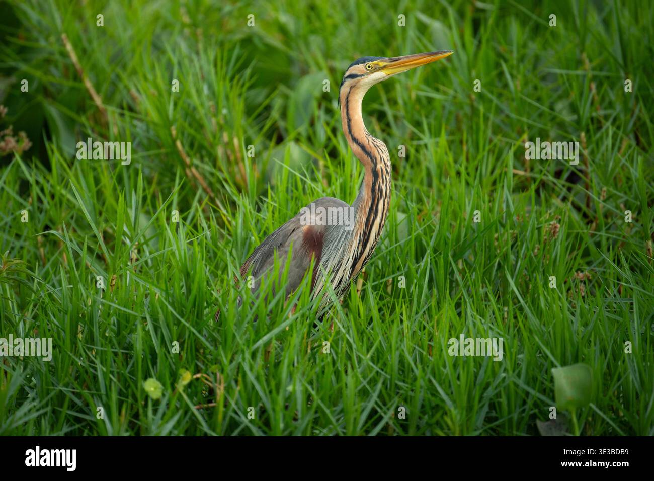 Purpurreiher, Ardea purpurea, Mabamba Sumpf, Uganda Stockfoto