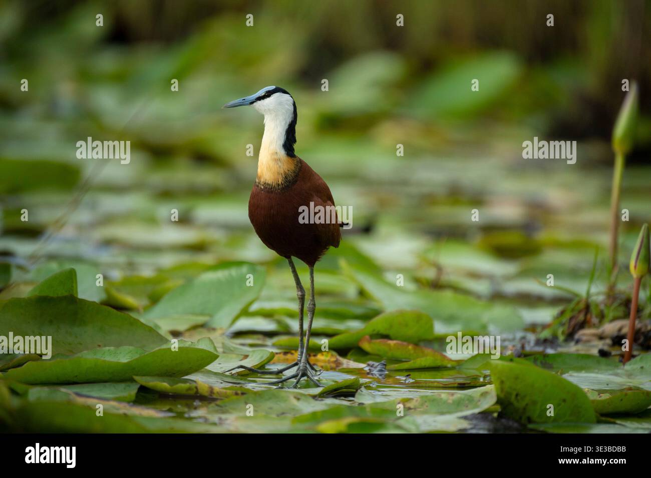 Afrikanisches Jacana, Actophilornis africanus, Mabamba Swamp, Uganda Stockfoto