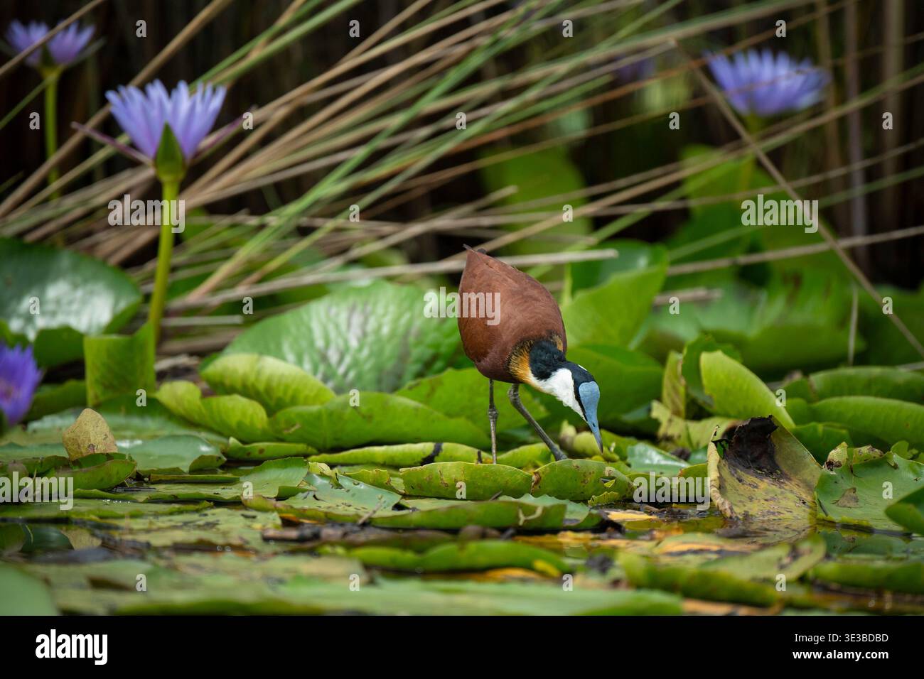 Afrikanisches Jacana, Actophilornis africanus, Mabamba Swamp, Uganda Stockfoto