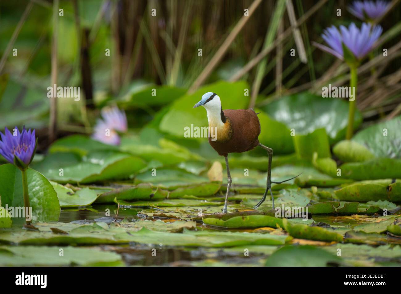 Afrikanisches Jacana, Actophilornis africanus, Mabamba Swamp, Uganda Stockfoto