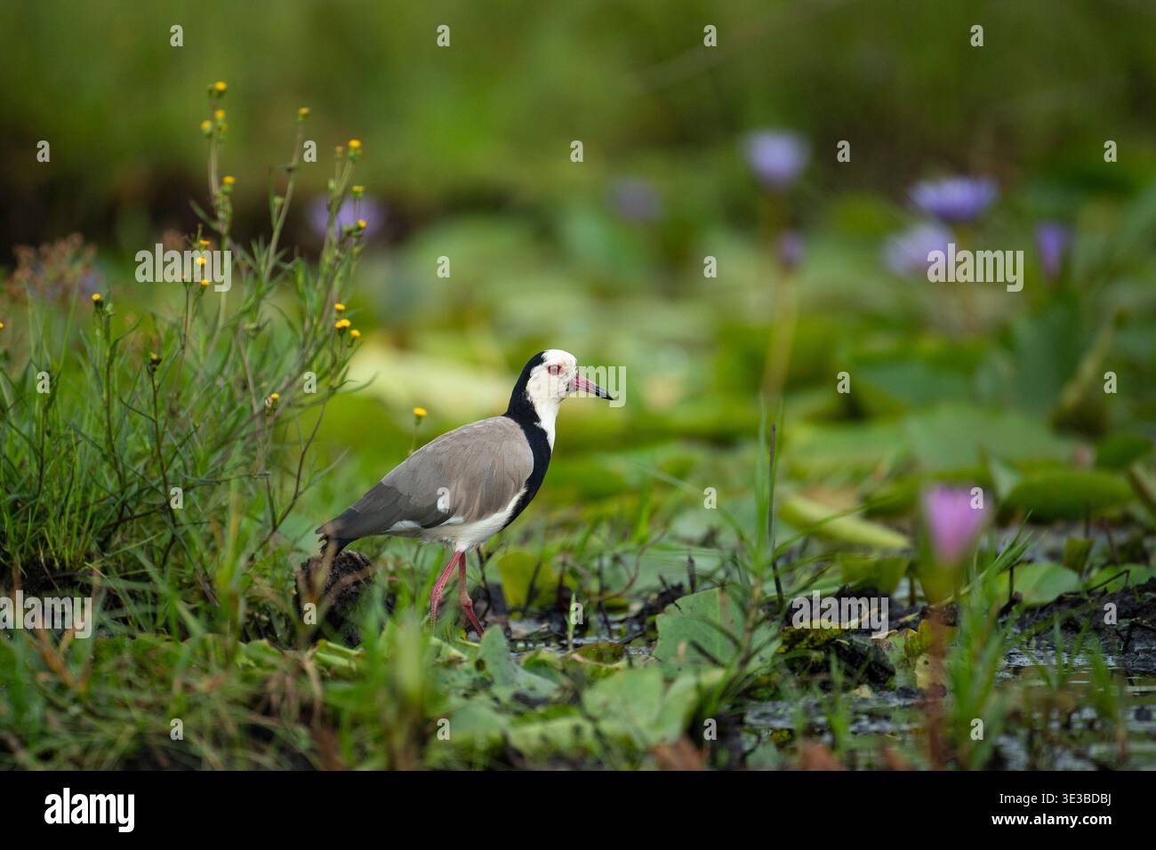 Langhaar Lapwing, Vanellus crassirostris, Mabamba Swamp, Uganda Stockfoto