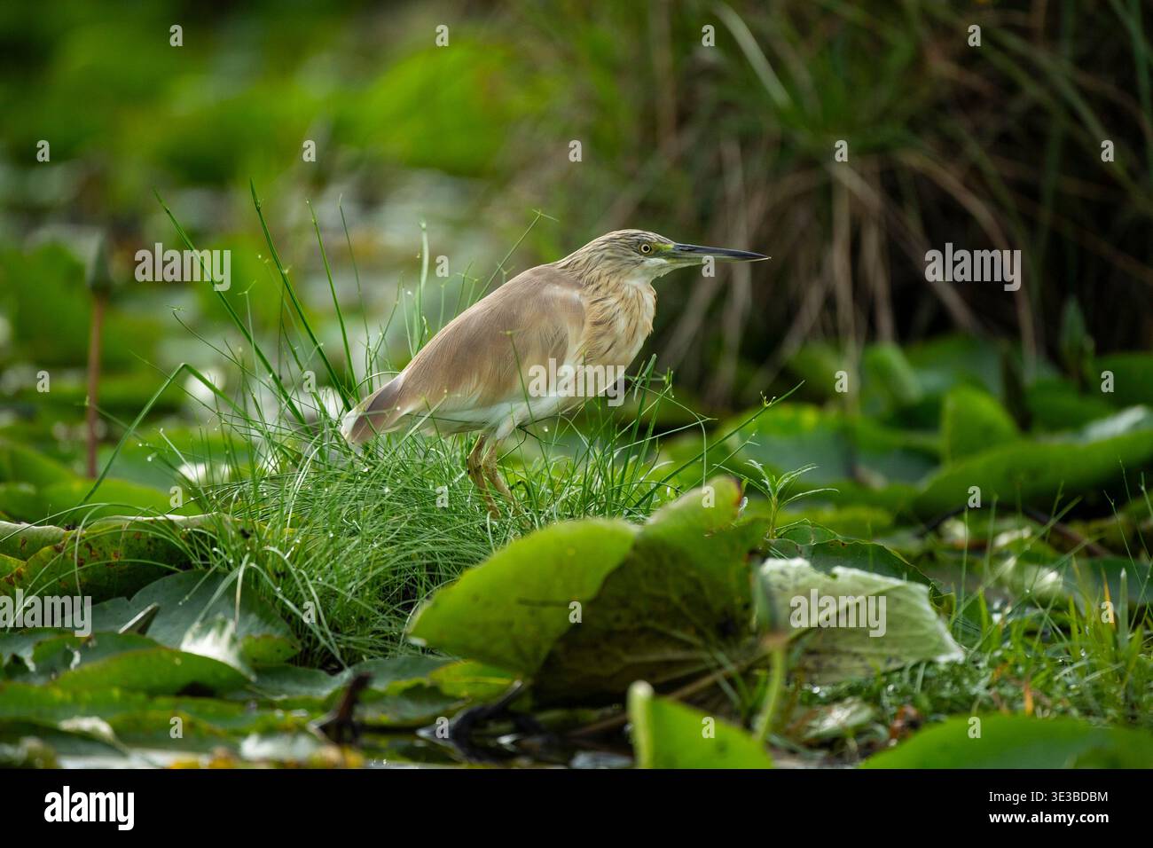 Squacco Reiher, Ardeola ralloides, Mabamba Swamp, Uganda Stockfoto