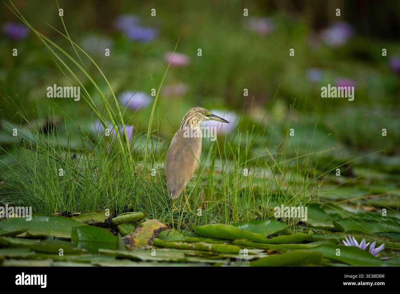 Squacco Reiher, Ardeola ralloides, Mabamba Swamp, Uganda Stockfoto
