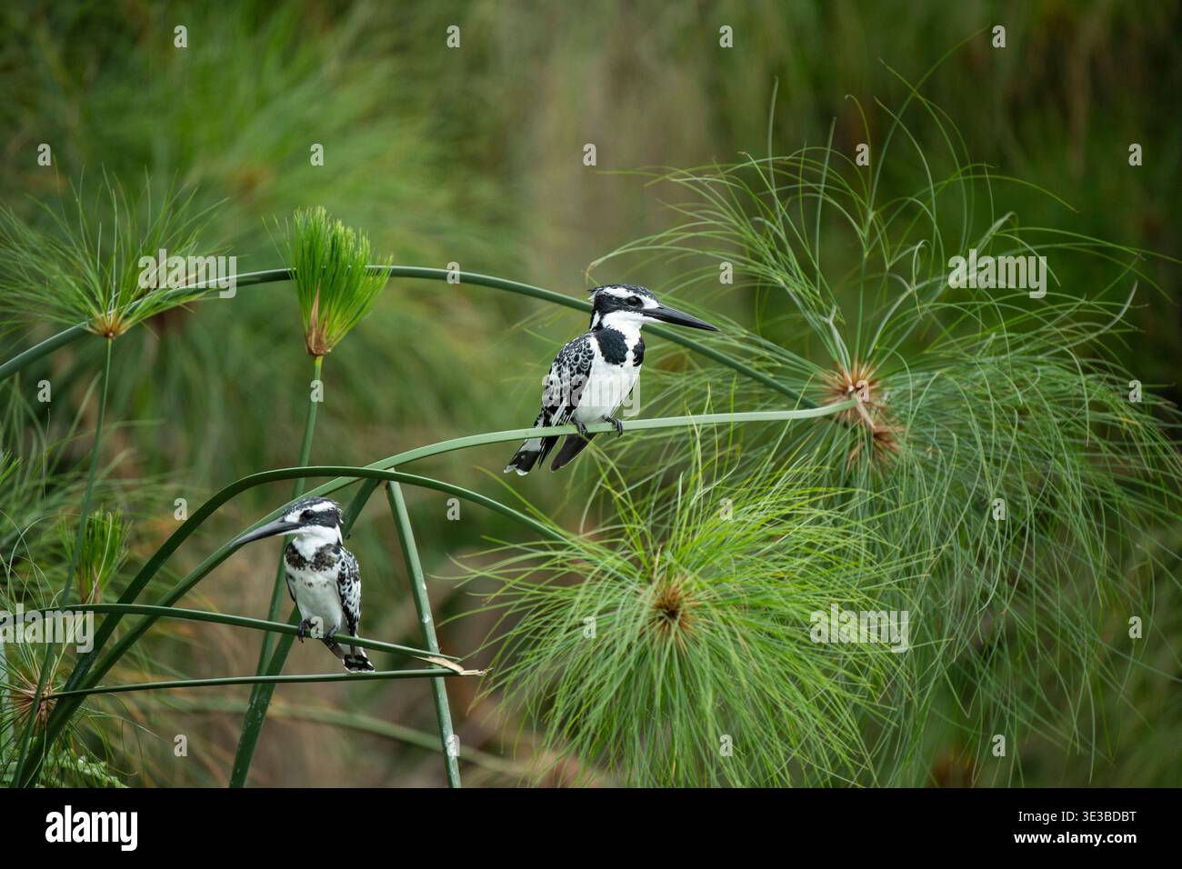 Rattenfischer, Ceryle rudis, Mabamba Sumpf, Uganda Stockfoto
