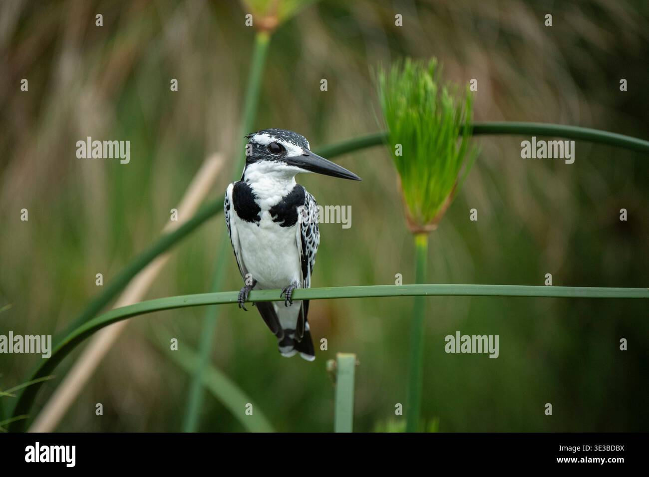 rattenvogel, Ceryle rudis, Mabamba Swamp, Uganda Stockfoto