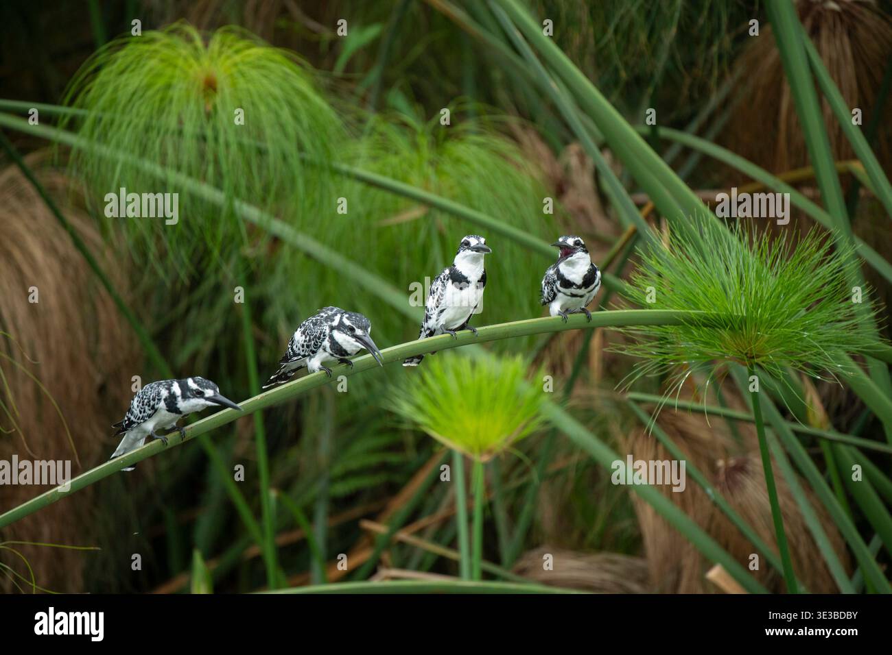 Rattenfischer, Ceryle rudis, Mabamba Sumpf, Uganda Stockfoto