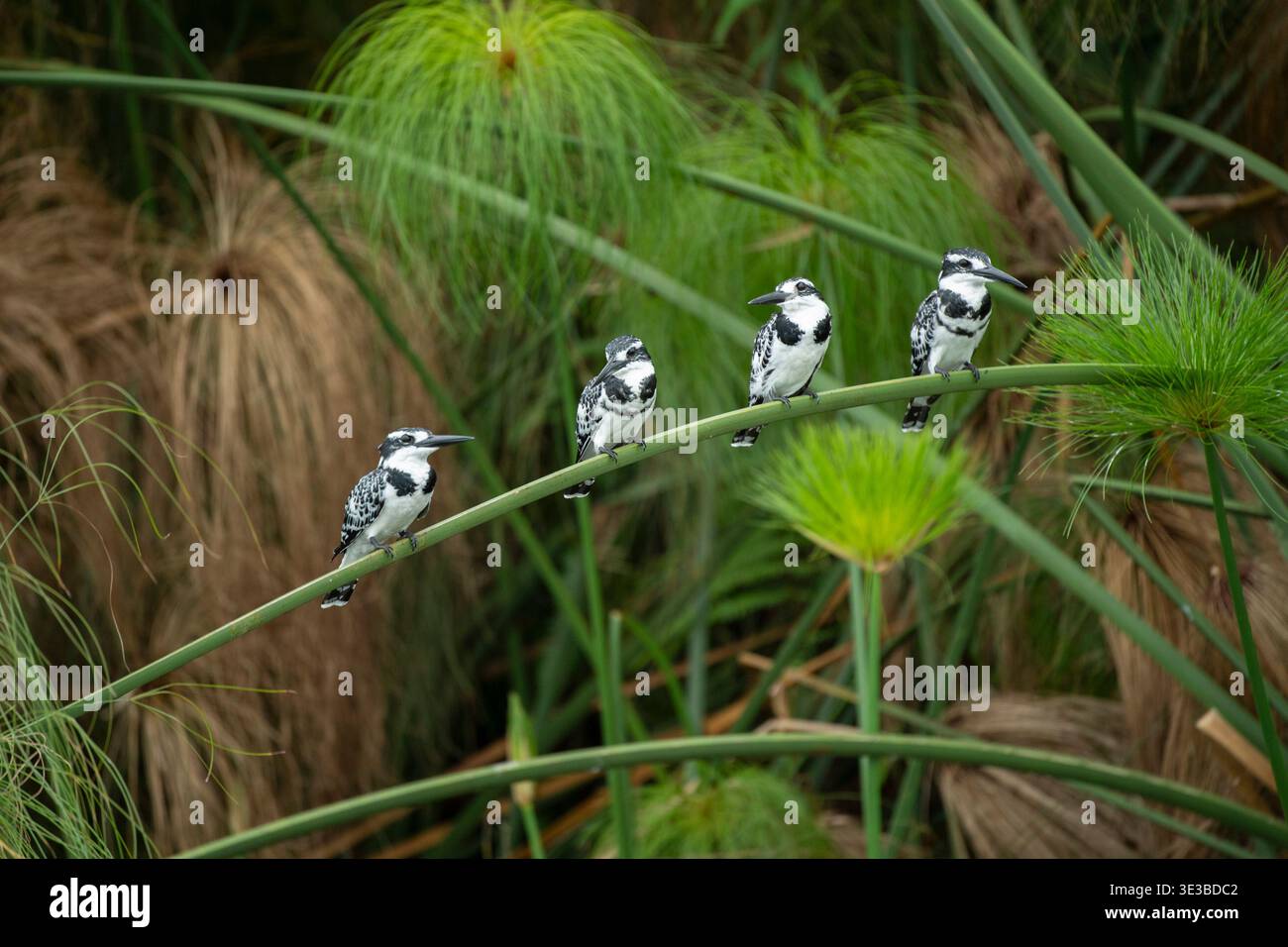 Rattenfischer, Ceryle rudis, Mabamba Sumpf, Uganda Stockfoto
