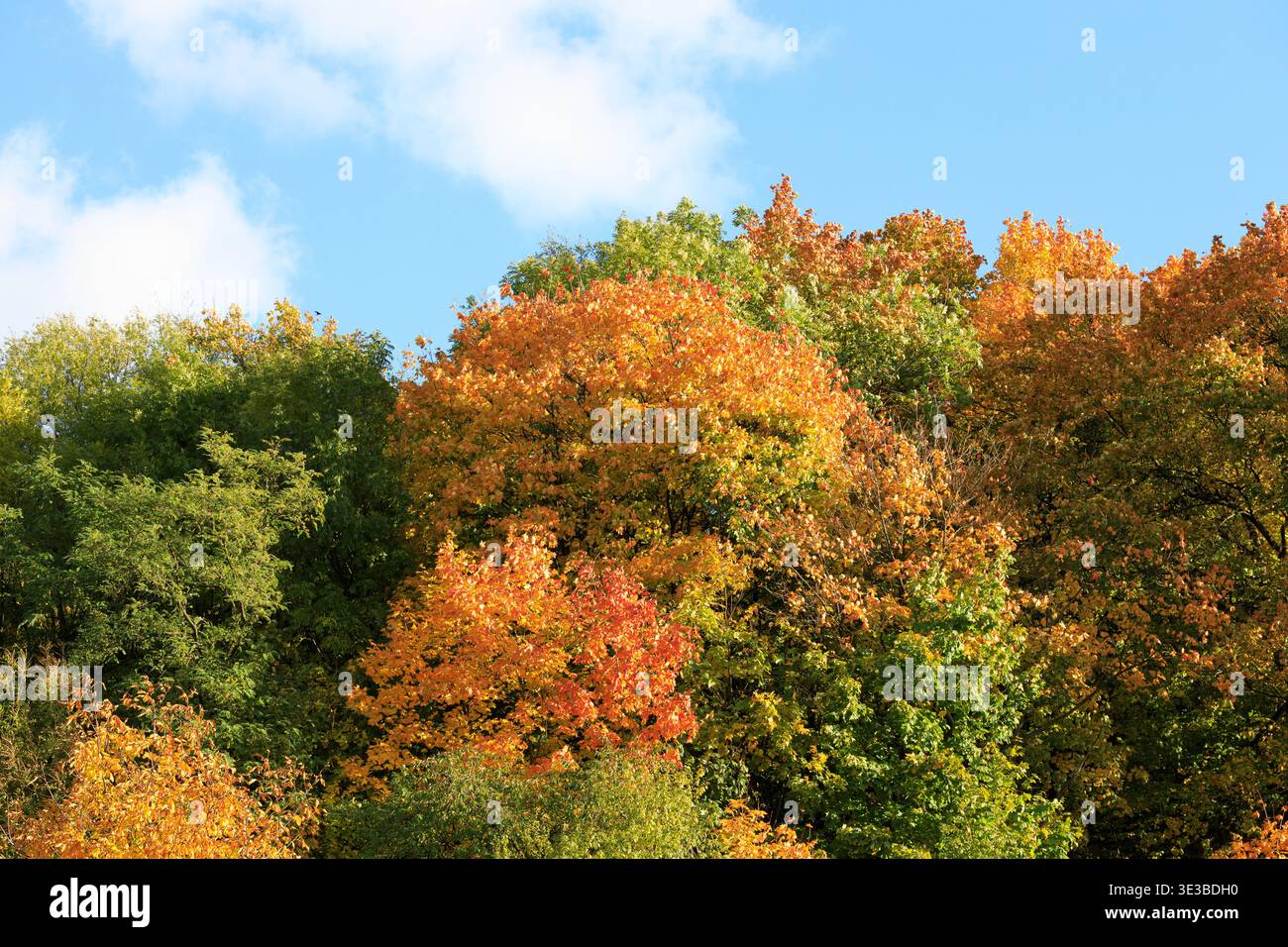 Ein dichter Wald zeigt ein Spektrum von Herbstfarben, mit leuchtend orangenem Laub im Kontrast zu tiefgrünen Bäumen unter einem hellblauen Himmel mit Scratte Stockfoto