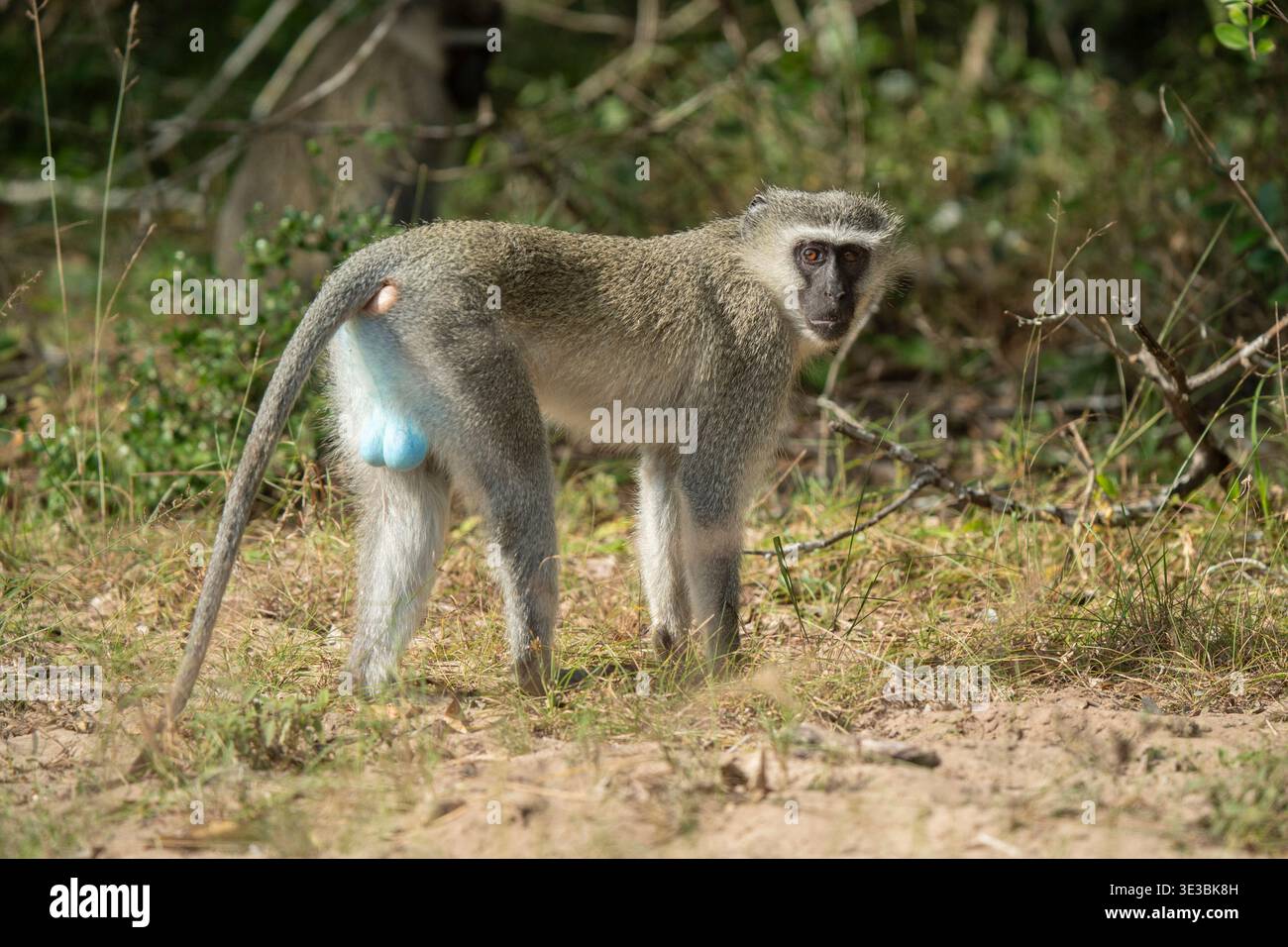 Vervet Affe, Chlorocebus pygerythrus, Maputo Nationalpark, Mosambik Stockfoto